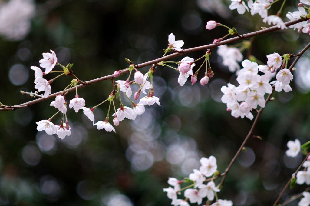 sakura＠2010。