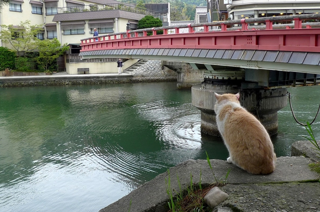 回る橋の住人。