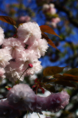 ふわふわの桜は，普賢象。