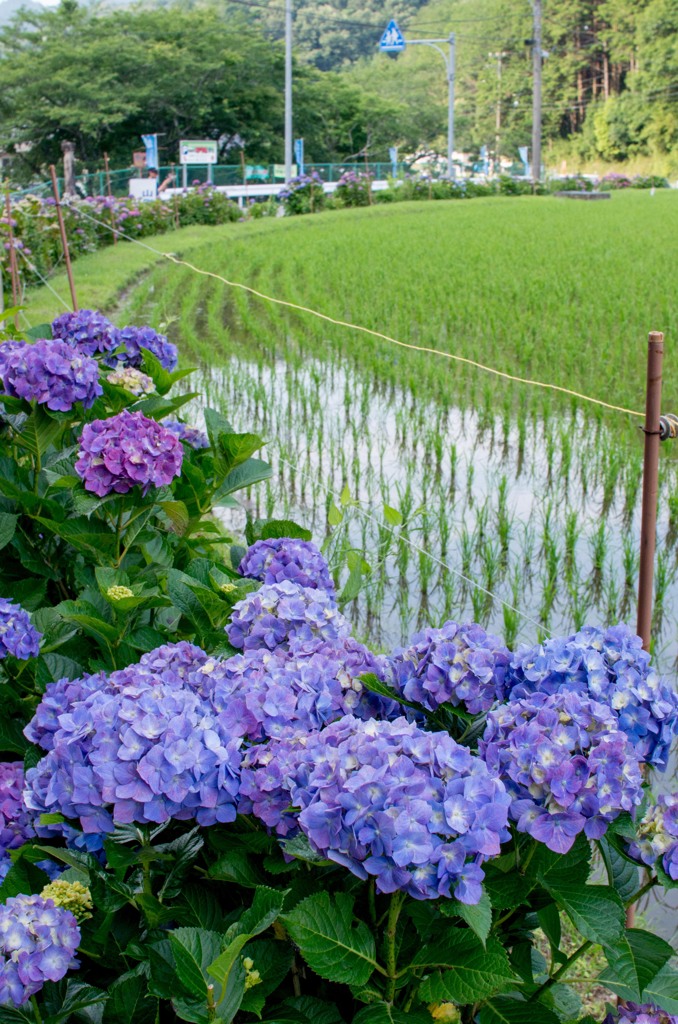 紫陽花。