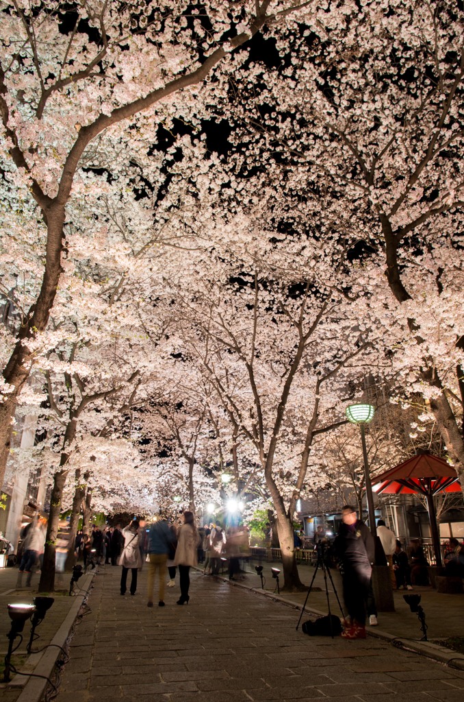 京都の桜。