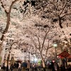 京都の桜。