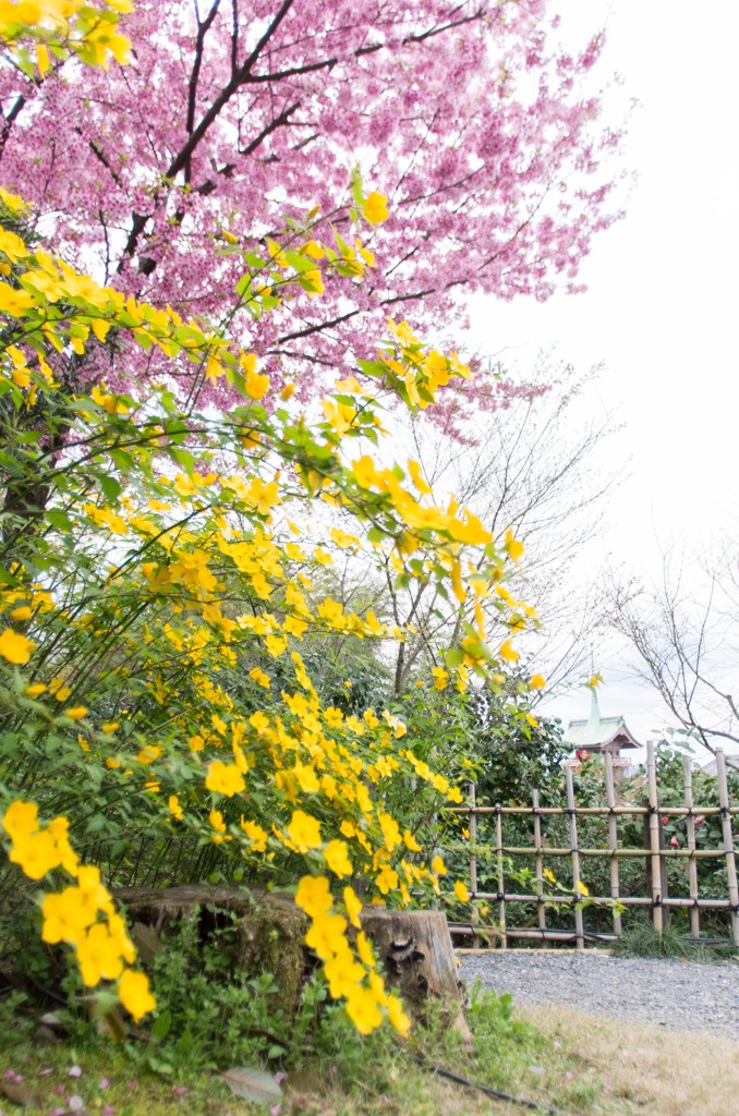 山吹×桜。