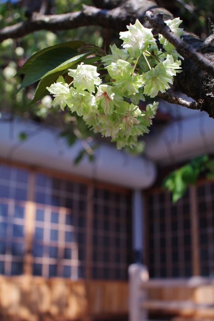 緑の桜は，御衣黄桜。