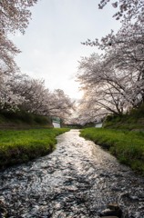 今年も見れて良かった。