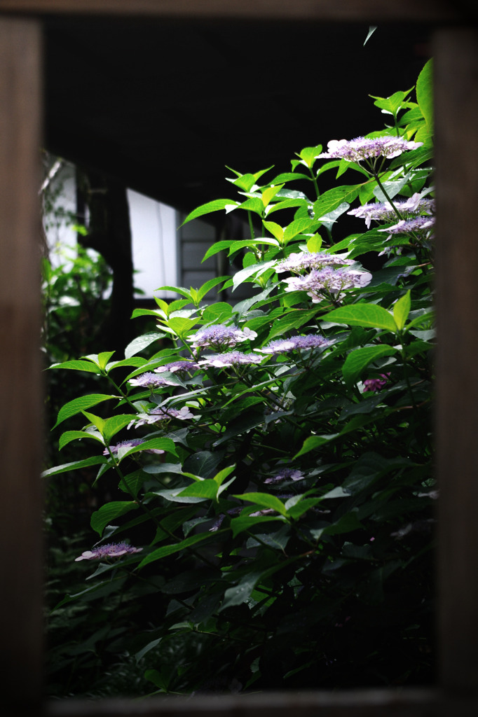 梅雨明け。