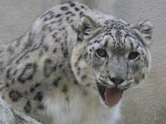 ユキヒョウ