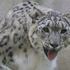 ユキヒョウ