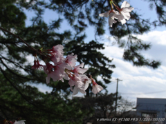 Sakura
