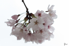 桜