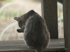 猫3