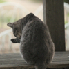 猫3