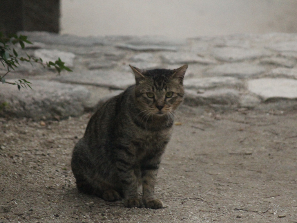 猫5