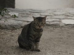 猫5