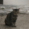 猫5