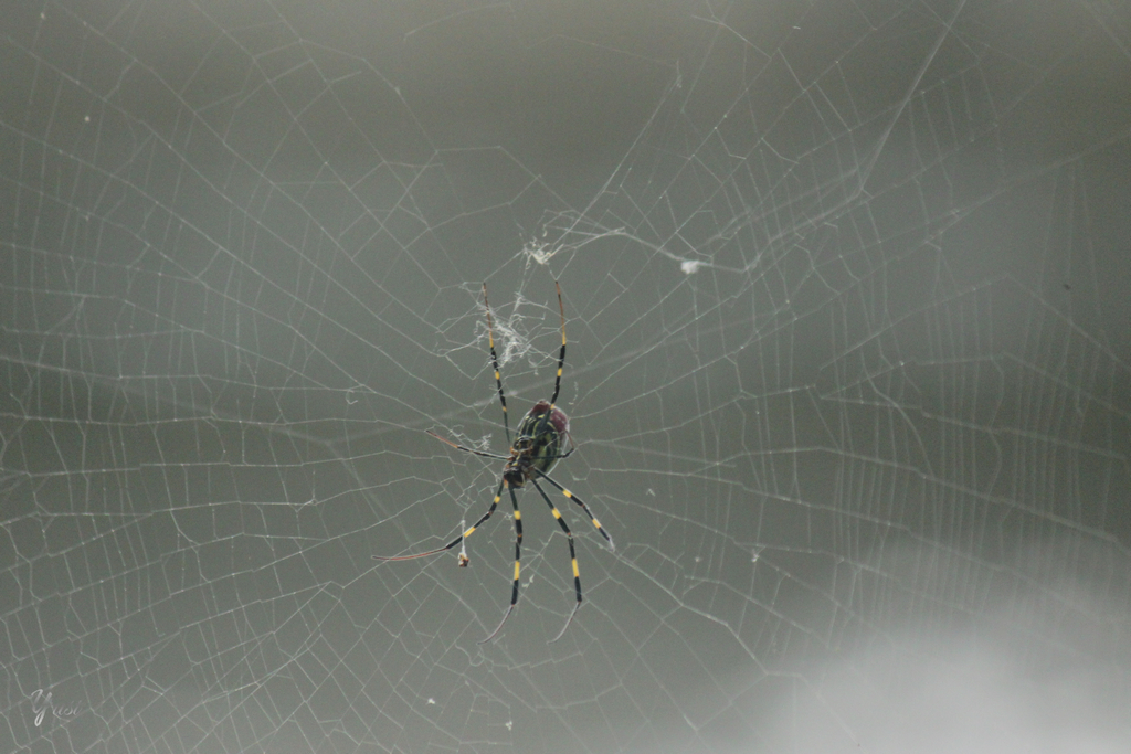 networker