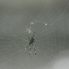 networker