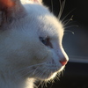 野良猫