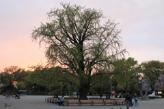夕日の中
