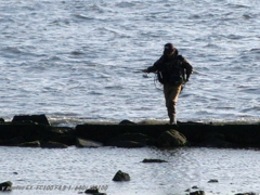 fisher