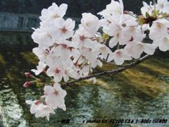 a piece of spring