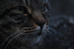 猫顔