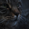 猫顔