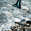 over the sea