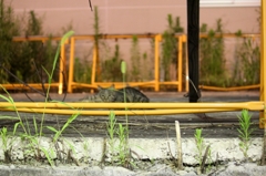 road side