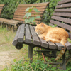 catSmall