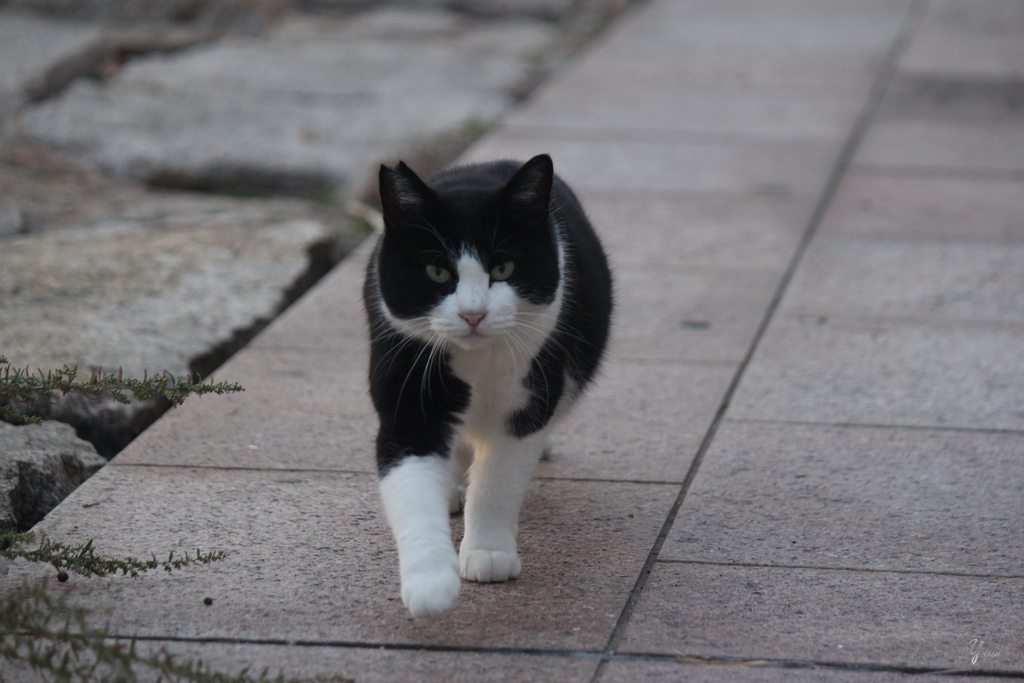 猫6