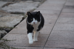 猫6
