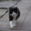猫6