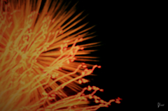 fireworks6