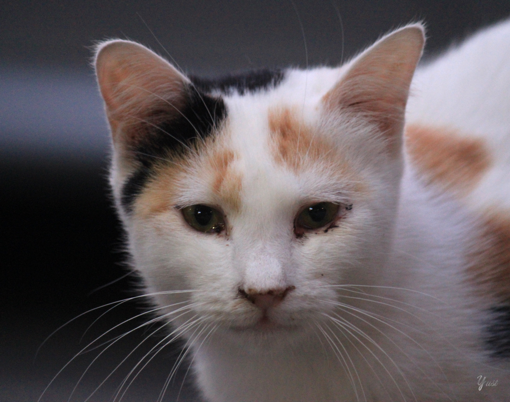 cryingcat