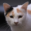 cryingcat