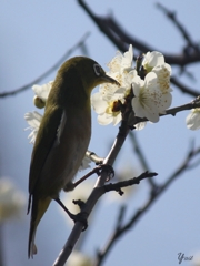 梅の花。うめ～