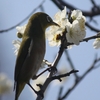 梅の花。うめ～