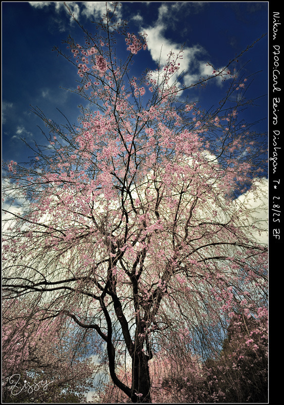 枝垂桜2