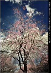 枝垂桜2