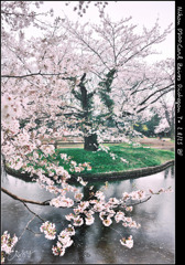 代々木公園桜