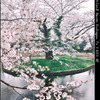 代々木公園桜