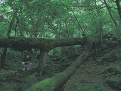 Deep forest