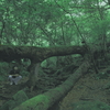 Deep forest