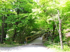 Vivid green and bridge
