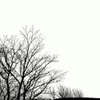 死木 -dead tree-