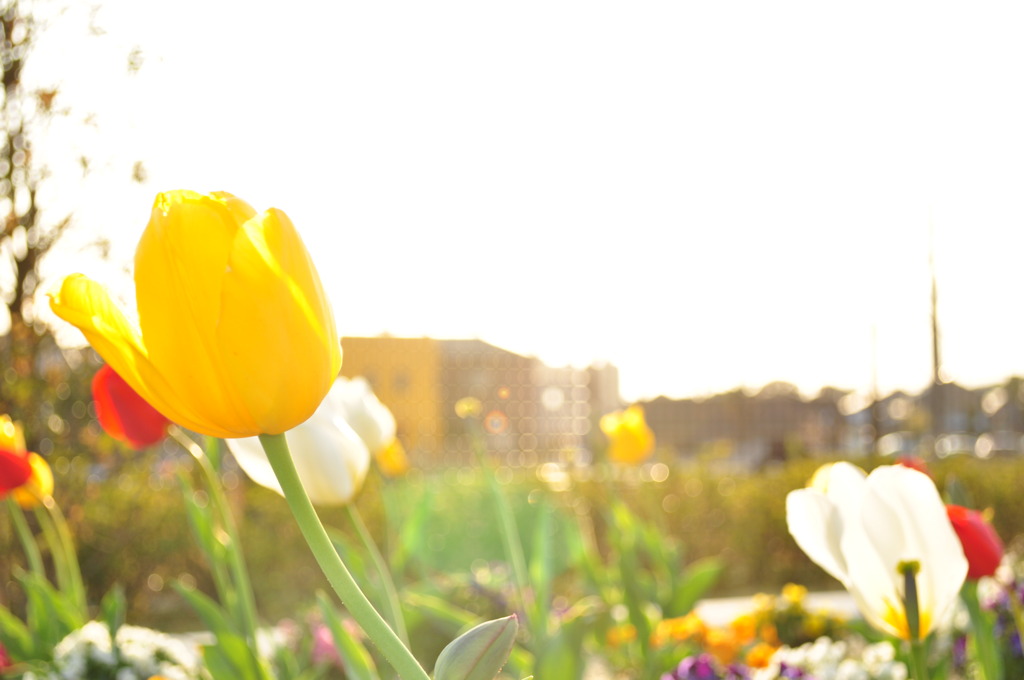 ｶｾﾞﾆｵﾄﾞﾙﾁｭｰﾘｯﾌﾟ