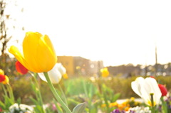 ｶｾﾞﾆｵﾄﾞﾙﾁｭｰﾘｯﾌﾟ