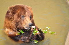 温泉ぐま、ホッと一息。