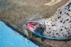 ゴマちゃん大あくび